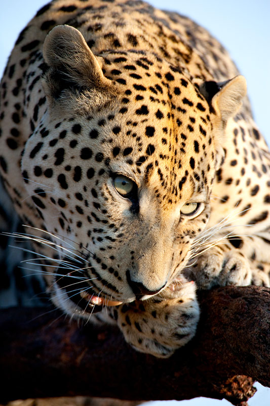leopard101009-19.jpg