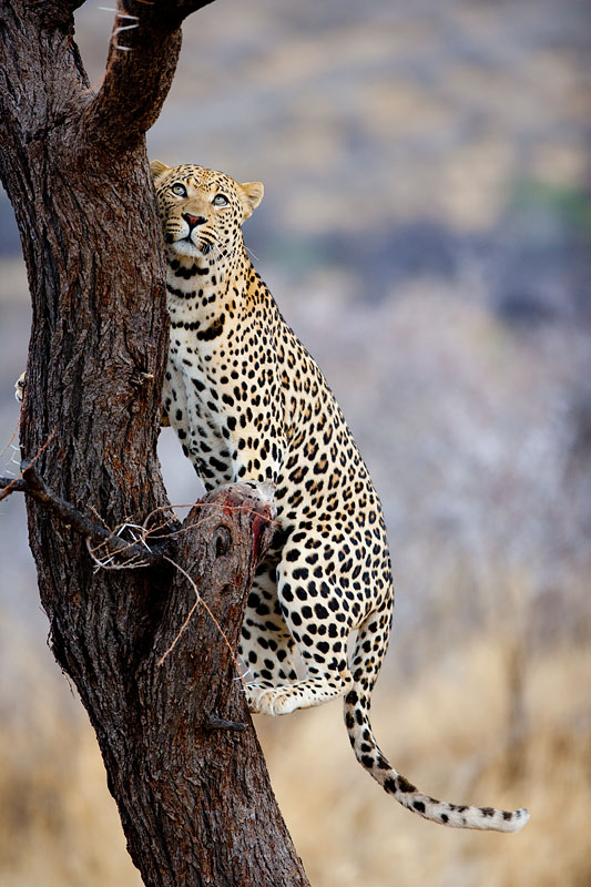 leopard101009-2.jpg