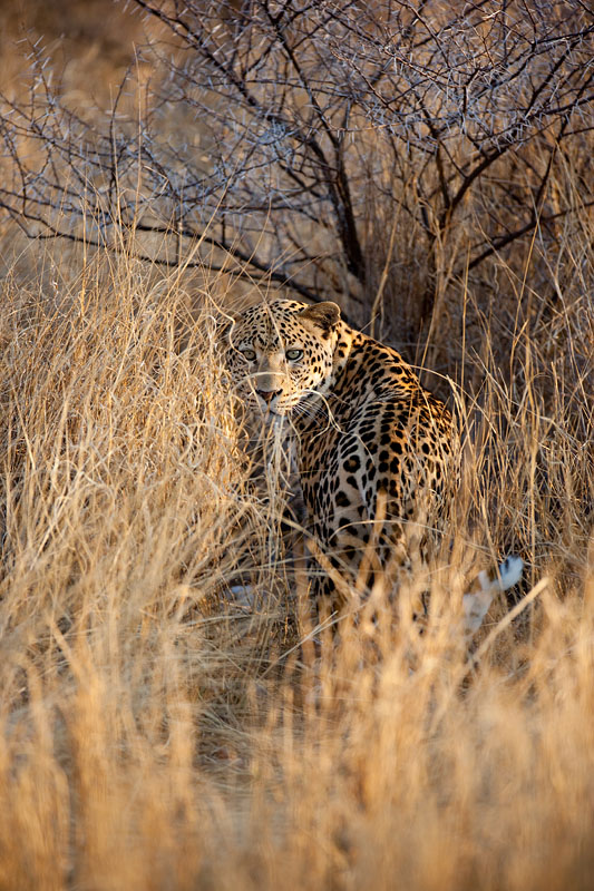 leopard101009-21.jpg