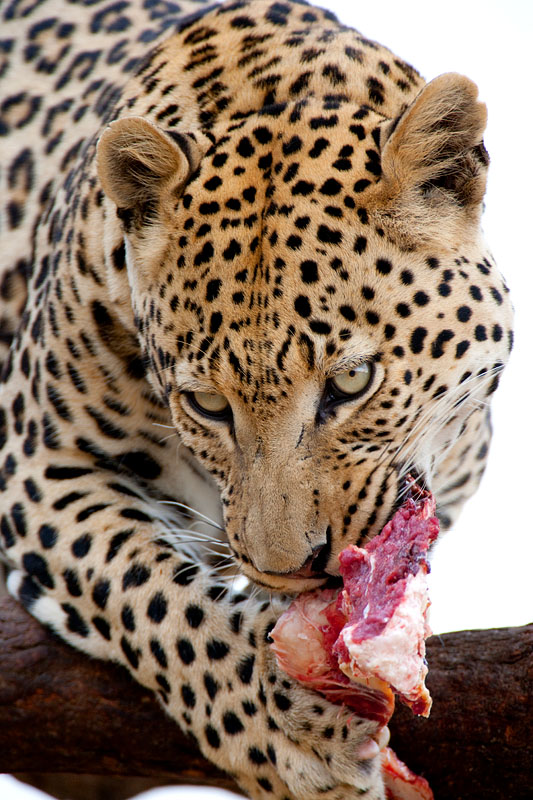 leopard101009-4.jpg