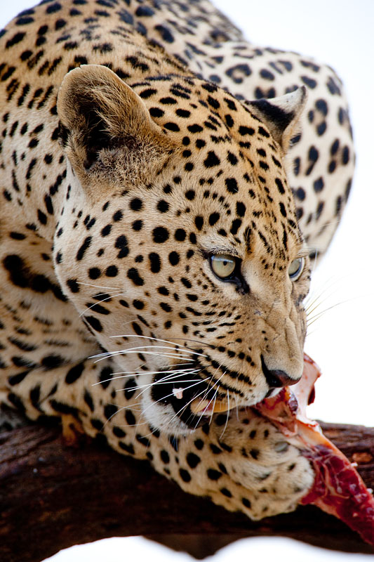 leopard101009-5.jpg