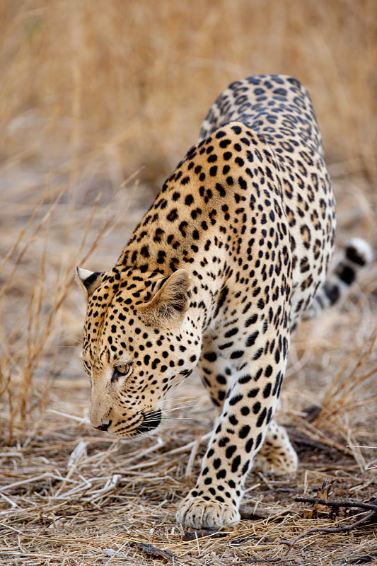 leopard101009-7.jpg