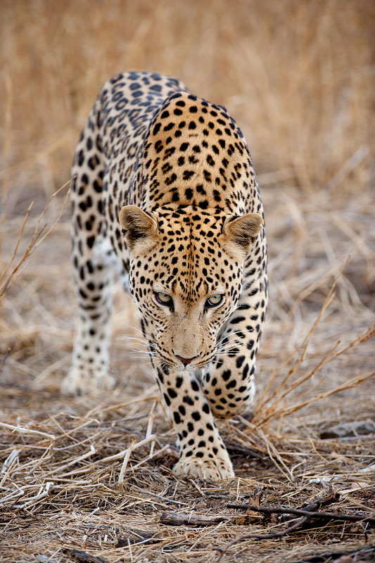 leopard101009-8.jpg