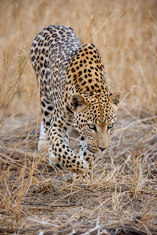 leopard101009-9.jpg