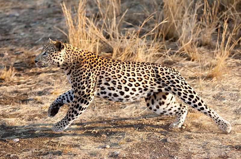 leopard111009-1.jpg