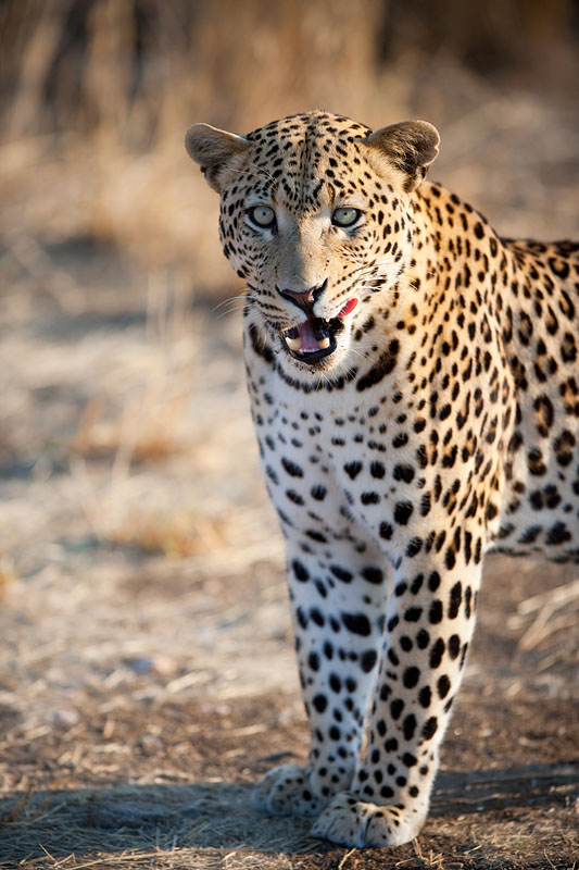 leopard111009-10.jpg