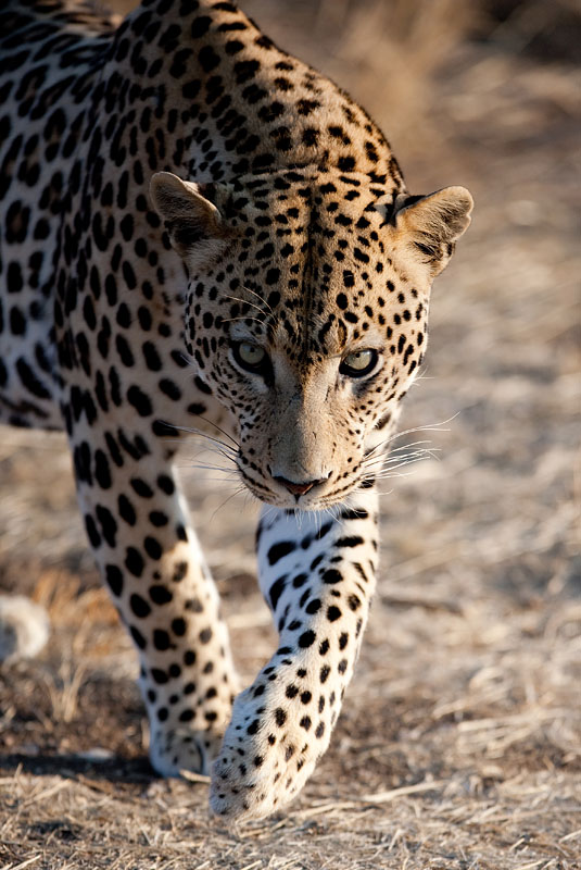 leopard111009-11.jpg