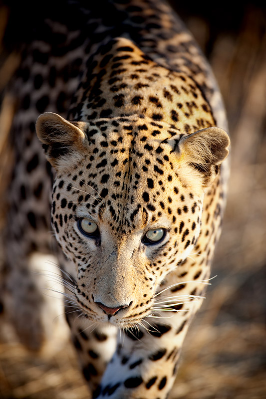 leopard111009-12.jpg