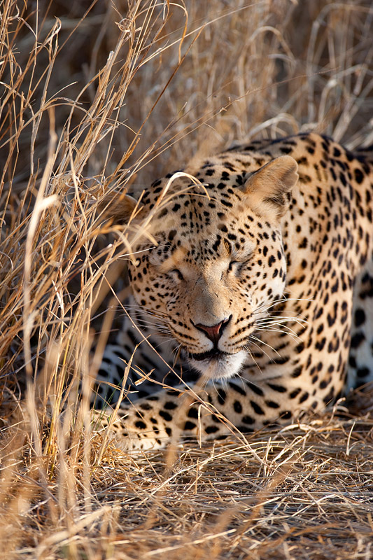 leopard111009-14.jpg