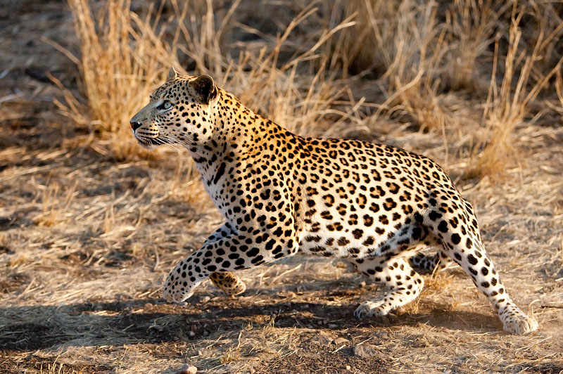 leopard111009-2.jpg