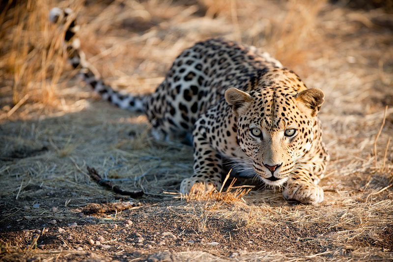 leopard111009-8.jpg