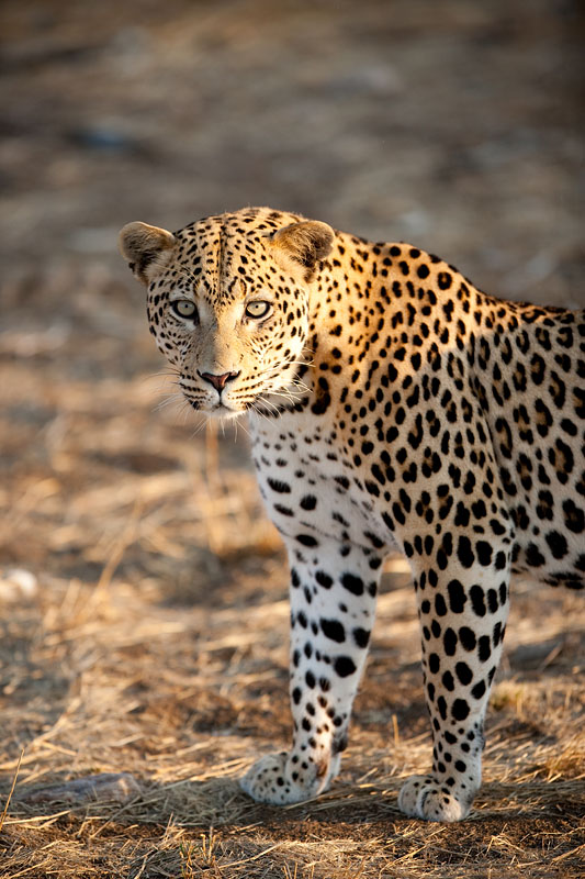 leopard111009-9.jpg