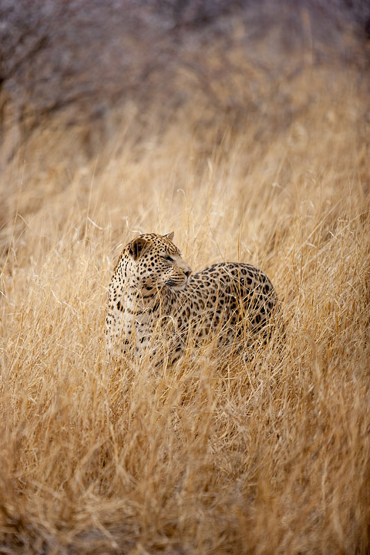 leopard290909-10.jpg
