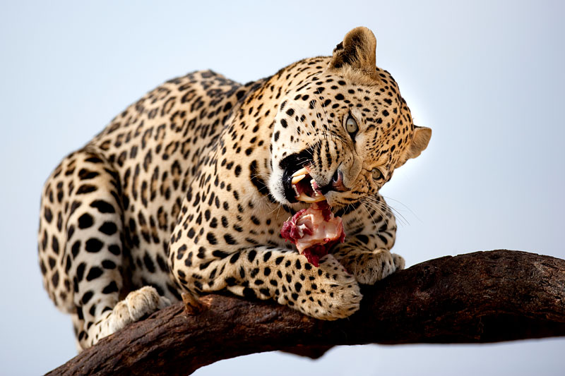 leopard290909-13.jpg