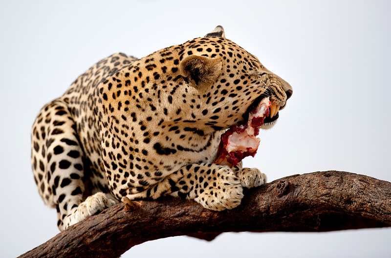 leopard290909-7.jpg