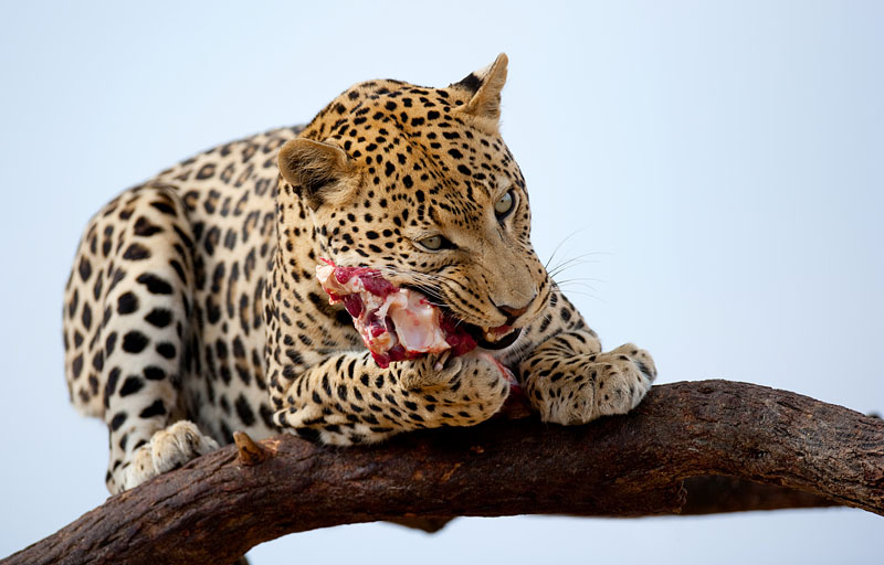 leopard290909-8.jpg