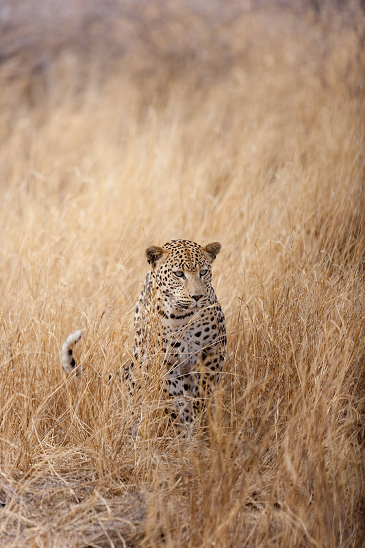 leopard290909-9.jpg