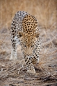 leopard101009-8