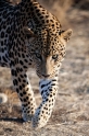 leopard111009-11