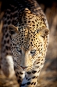 leopard111009-12