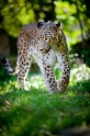 leopard220922-1