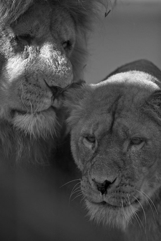 loewenpaar.jpg