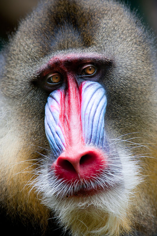 mandrill170716-1.jpg