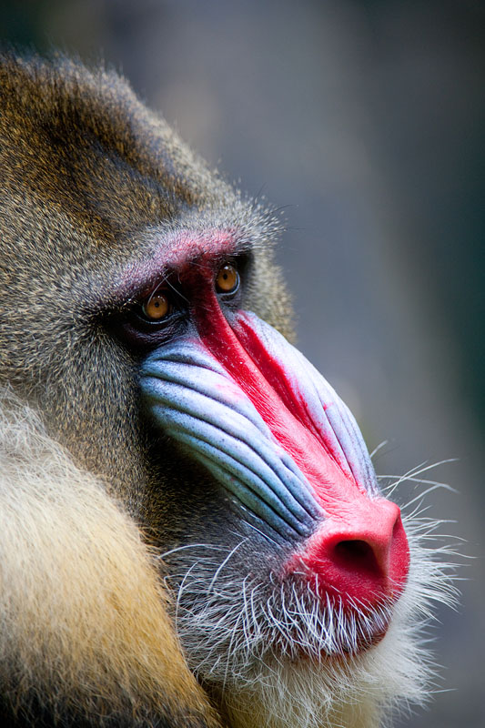 mandrill170716-2.jpg