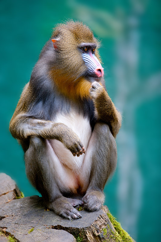 mandrill170716-3.jpg