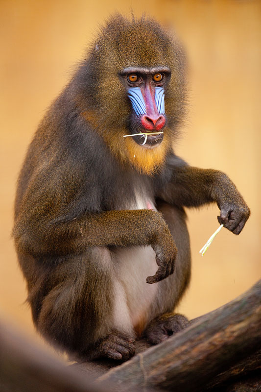 mandrill171215-1.jpg