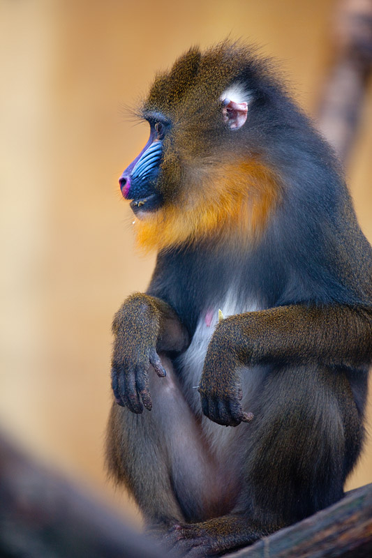 mandrill171215-3.jpg