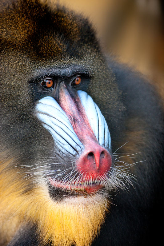 mandrill171215-4.jpg