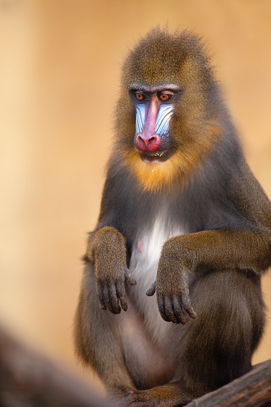 mandrill171215-5.jpg