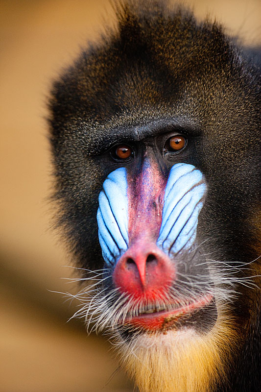 mandrill171215-6.jpg