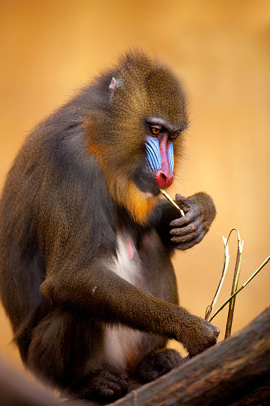 mandrill171215-7.jpg
