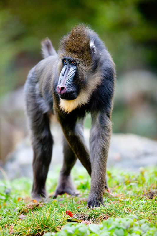 mandrill211219-1.jpg