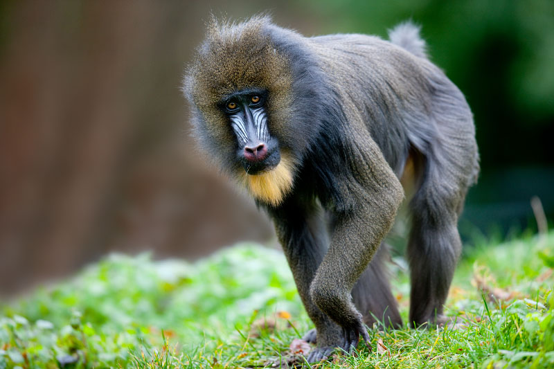 mandrill211219-7.jpg