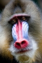 mandrill170716-1