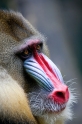 mandrill170716-2