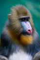 mandrill170716-4