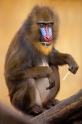 mandrill171215-1