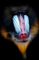 mandrill171215-2
