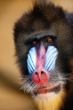 mandrill171215-6