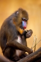 mandrill171215-7