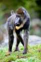 mandrill211219-1