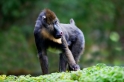 mandrill211219-3