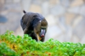 mandrill211219-9