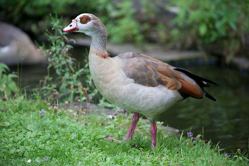 nilgans060814-2.jpg