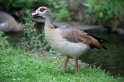 nilgans060814-2