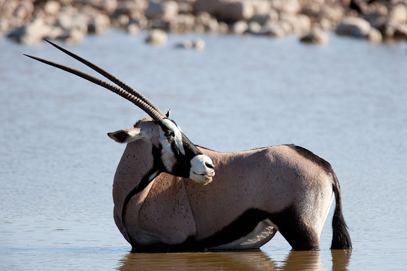 oryxantilope041009-3.jpg